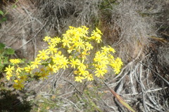 Senecio subcanescens