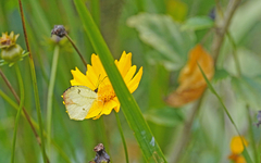 Papilionoidea