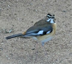Cercotrichas quadrivirgata