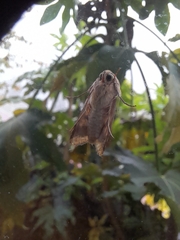 Chrysodeixis chalcites