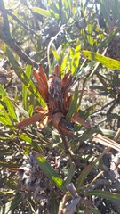 Protea burchellii