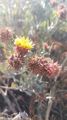 Leucospermum parile