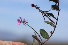 Indigofera ovata