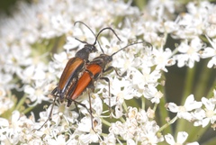 Anastrangalia dubia