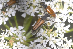Anastrangalia dubia