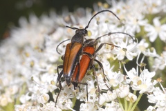 Anastrangalia dubia