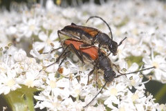 Anastrangalia dubia