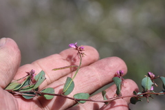 Indigofera ovata