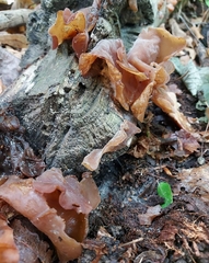 Auricularia auricula-judae