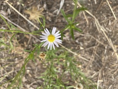 Aster altaicus