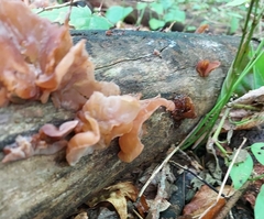 Auricularia auricula-judae