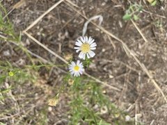 Aster altaicus