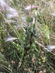 Lomatogonium rotatum