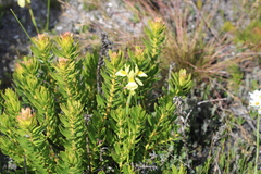 Moraea angusta