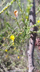 Aspalathus divaricata