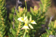 Moraea angusta