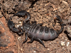 Opisthacanthus validus