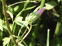 Hibiscus striatus