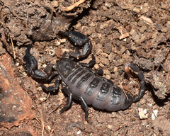 Opisthacanthus validus