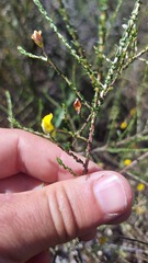 Aspalathus divaricata