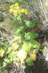 Senecio subcanescens