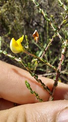 Aspalathus divaricata