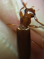 Astetholea pauper