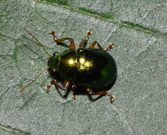 Colasposoma