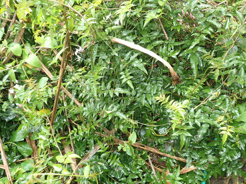 Jasminum polyanthum
