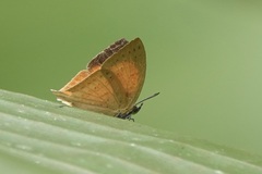 Loxura cassiopeia