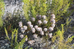 Serruria rostellaris