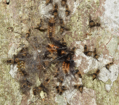 Tumicla sagenaria