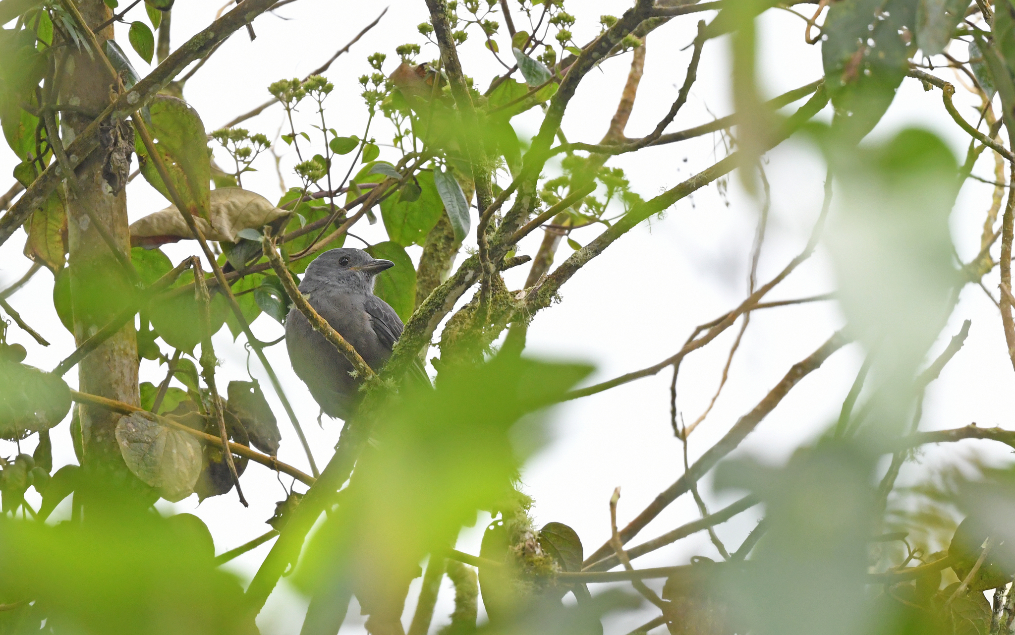 Dusky Piha (Lipaugus fuscocinereus), photo 6