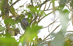 Lipaugus fuscocinereus