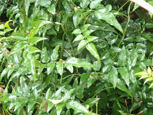 Jasminum polyanthum