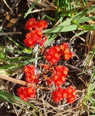 Crassula glomerata