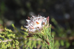 Serruria rostellaris