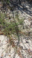 Aspalathus retroflexa bicolor