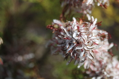 Serruria rostellaris