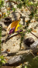 Aspalathus retroflexa bicolor