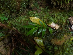 Arthropteris tenella