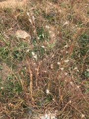 Andropogon ternarius
