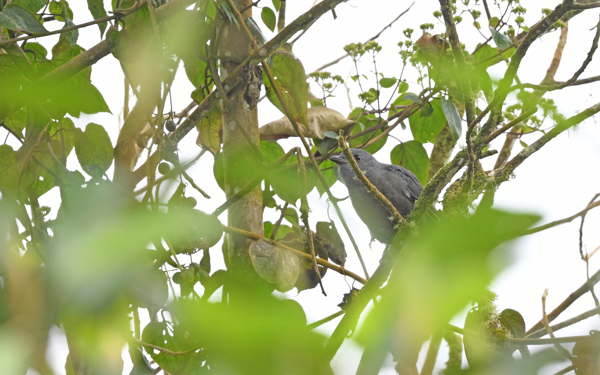 Dusky Piha (Lipaugus fuscocinereus), photo 7