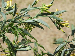 Nicotiana glauca