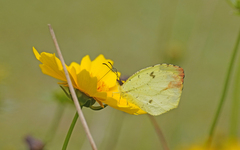 Papilionoidea