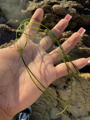 Phyllospadix torreyi
