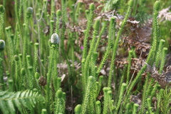 Stilbe albiflora