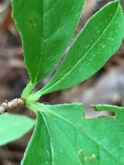 Rhododendron periclymenoides