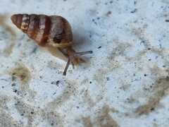Cochlicella
