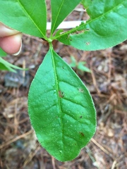 Rhododendron periclymenoides